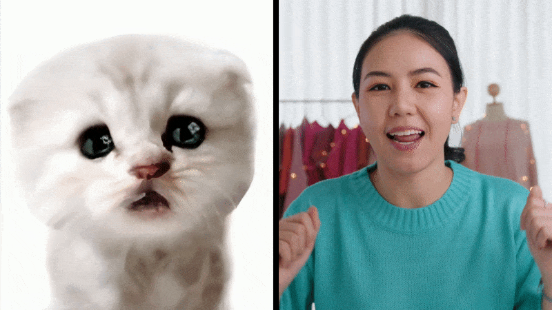 cat